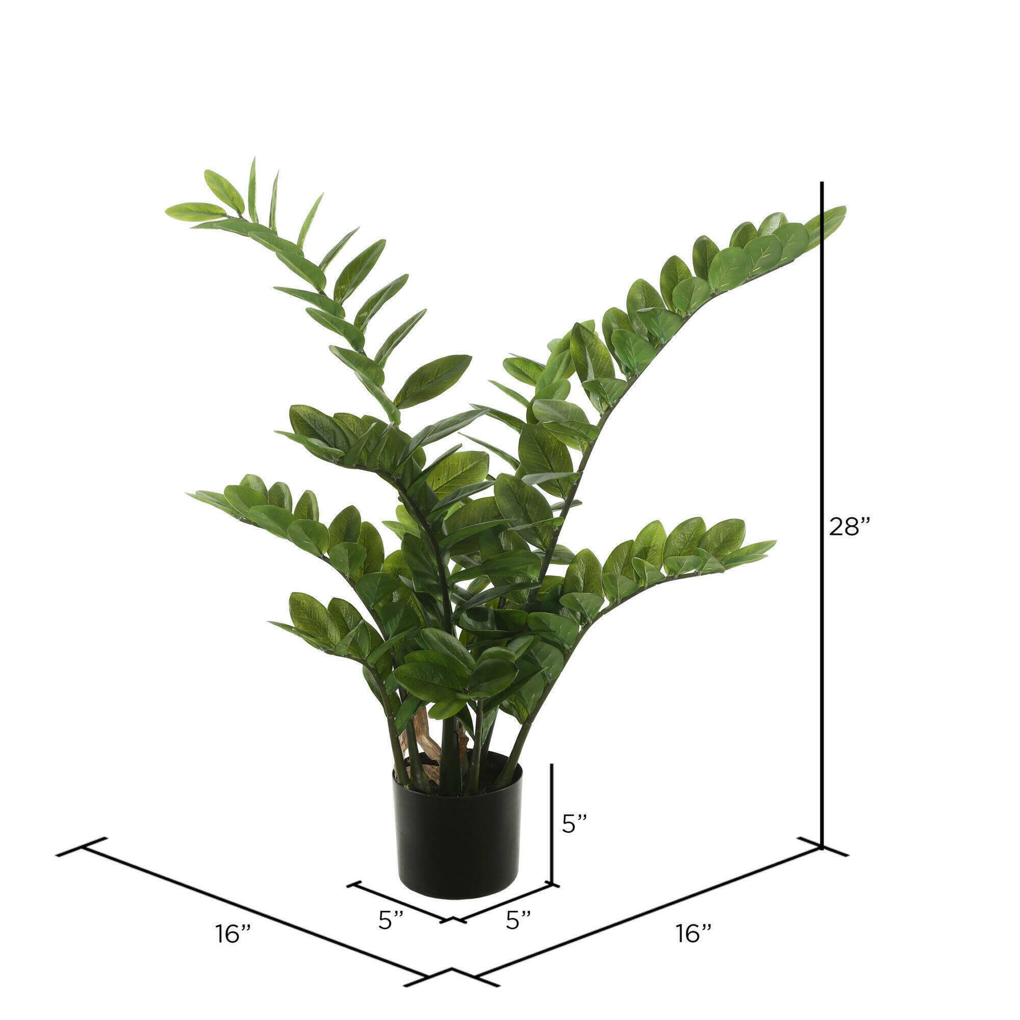 2ft. Potted Green Zamifolia Bush